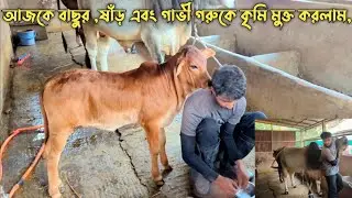 আজকে বাছুর ,ষাঁড় এবং গাভী গরুকে কৃমি মুক্ত করলাম,December 28, 2025