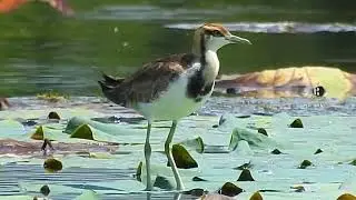 Pheasant-Tailed Jacana calling