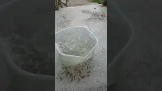 Electric charged rain water amazing effects on the human body