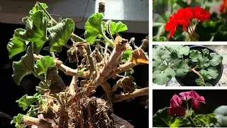 Overwintering Geraniums