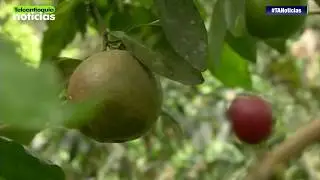 Condiciones clim&aacute;ticas afectan cultivos en Nech&iacute;