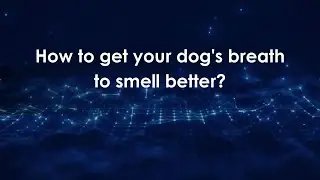 How to get your dog's breath to smell better?