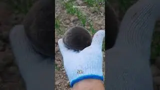 Why Moles Rarely Come Above Ground | Amazing Facts