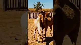 The Science Behind Camel Breeding and Growth 55