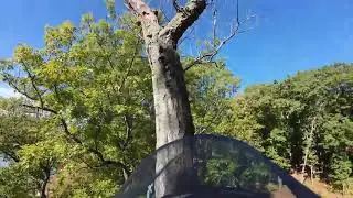 (Live Stream) Removing A Tree On A Rope