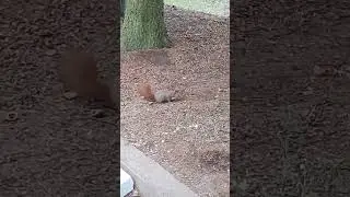 Белочка #love #music #nature #squirrel #subscribe #follow #beautiful #wow