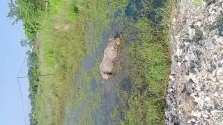 chitawan national Park elephant breeding centre