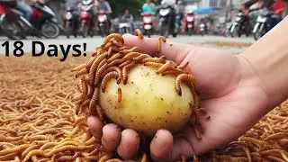 Mealworms vs Potato (4K Mealworms Time lapse)
