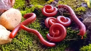 The Amazing Adaptation of Millipede Colonies: More Than Just Legs #Millipede #EducationalMillipede