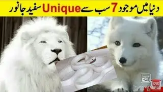 Most Beautiful Animals In The World  - Most Beautiful White Animals In The World In Urdu