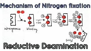 Mechanism of biological nitrogen fixation/fate of ammonia-reductive deamination.