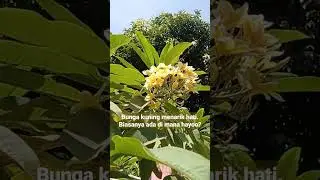 Bunga kamboja kuning punya makna tersendiri.🏵️ #bunga #flowers #kamboja