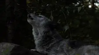Fifty Wolves Howl to the Night