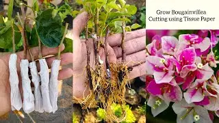 How to grow Bougainvillea from cuttings using tissue paper | Bougainvillea propagation from cuttings