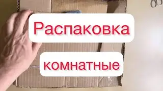 Распаковка комнатные Монстера Альба Филодендроны Сингониум Три короля Оксалис 🌺