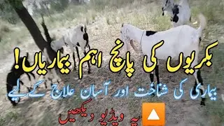 goat diseases and treatments in urdu||goat diseases and treatment||#IrfanSial