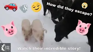 Two Baby Pigs With A Chance (Incredible Pig Rescue)