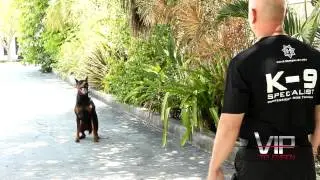 VIP TV - K-9 Specialist -  