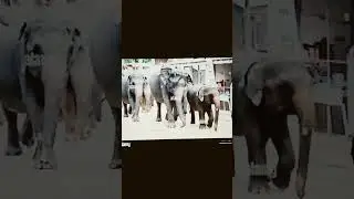 Killer Trampling Of Proboscidea