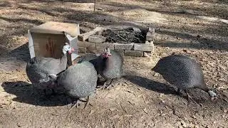 #guineafowl#guineafowl pack#chicken#enjoymusic 