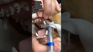 A Dog With BRACES?!
