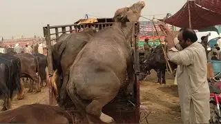 Buffalo unloading and loading video | buffalo loading | buffalo | big buffalo loading