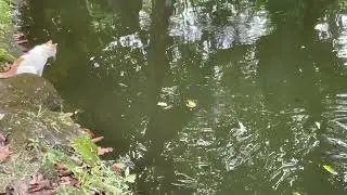 Cat hunting fish 