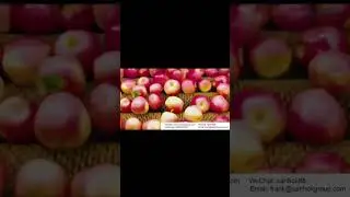 Apple cleaning and sorting line # Automated fruit sorting conveyor machine # Belt conveyor line