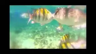 PLAYA DEL CARMEN : FISHING WITH IVAN : MEXICO