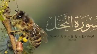 Surh nahall bht hi khubsurt andaz men telayt aawaz molna qari Muhammad Shahid manzoor Sahib