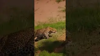 A close-up of a leopard stalking and chasing its prey #AnimalKingdom #PredatorVsPrey