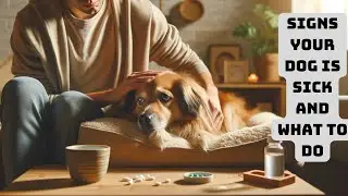 Signs Your Dog Is Sick and What to Do