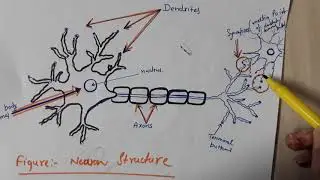 Neuron structure / working of Neuron/ biological neural network
