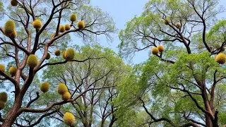 Asia Durian Farm and Harvest - Asian Durian Cultivation Technology and Durian Processing