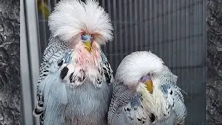اهم مصطلحات البادجي الانجليزي