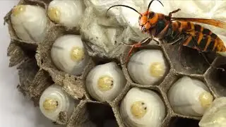 Murder Hornets food begging call.