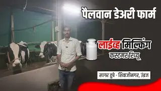 पैलवान डेअरी फार्मचे समाधानी ग्राहक लाईव्ह मिलकींग| FIRE BRAND SATARA