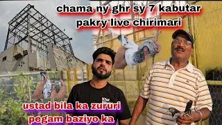Chama ny ghr sy 7 kabutar pakry live chirimari 😯ustad bila ka pegam hmra dil kry ga ti wasakh khely 