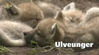 Ulveunger hos de arktiske ulve