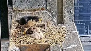 PE#05- Review mother birds brings food to feed her babies in the nest, baby birds life