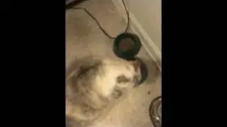 Sassy Cat Theme Song