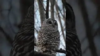 Chouette ray&eacute;e/Barred Owl #hiboux #owls  #chouette #shorts