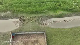 Huge Flock Of Duck Travel During Migration