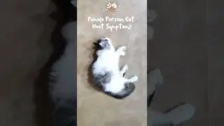 Female Persian Cat Behavior in Heat
