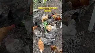 Comfrey is everyone&rsquo;s favorite. Free chicken food! #comfrey #chickens