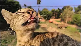 Cute cat #cute #cat