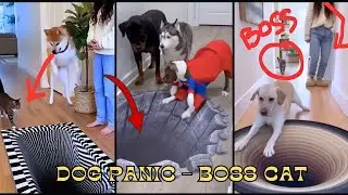 Dog scared of 3d carpet but cat walk like a boss