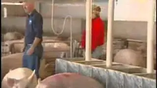 &laquo;За пределами фасоли в эфире&raquo;: фермеры, выращивающие сою, поддерживают птицеводство и животноводство США