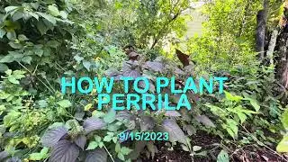 017 How to plant Perrila (Shiso)