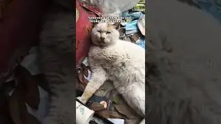 💔poor stray cat😿Please don't hurt them, animals are our friends 🥹#sad #straycat #help